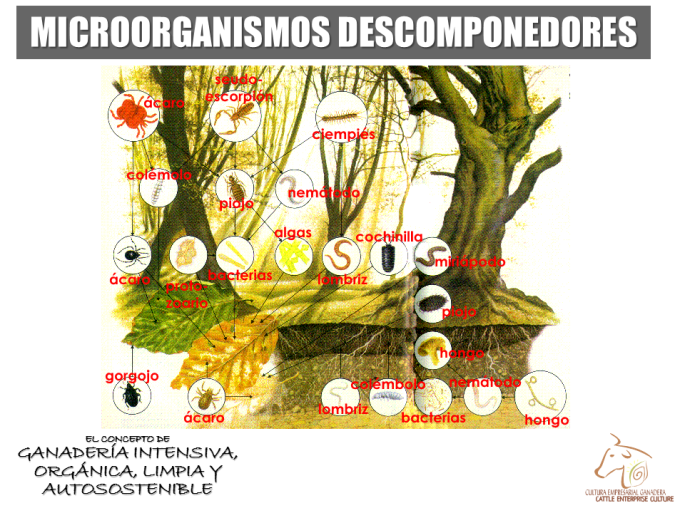 Microorganismos II - Descomponedores
